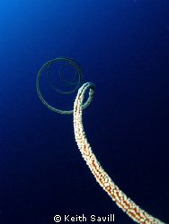 Whip Coral. by Keith Savill 